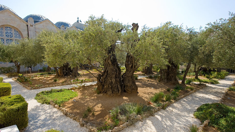 /images/r/garden-of-gethsemane_israel/c960x540g0-0-4253-2391/garden-of-gethsemane_israel.jpg