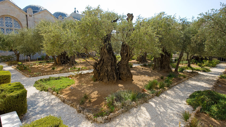 /images/r/garden-of-gethsemane_israel/c960x540g0-167-4253-2559/garden-of-gethsemane_israel.jpg