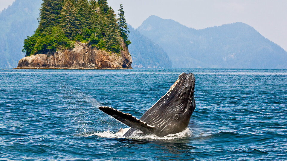 /images/r/whale-watching_alaska-1/c960x540g0-300-2048-1452/whale-watching_alaska-1.jpg