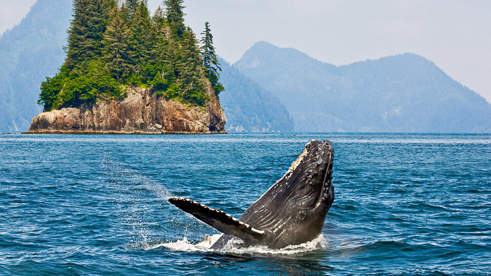 /images/r/whale-watching_alaska-1/c960x540g1-237-2048-1389/whale-watching_alaska-1.jpg