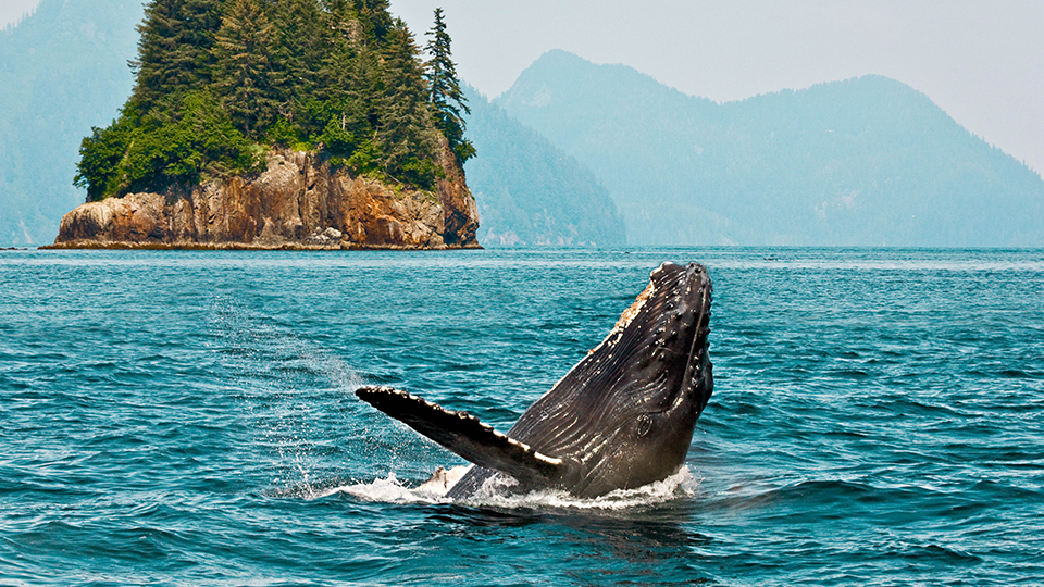 /images/r/alaska-whale-watching-001/c960x540/alaska-whale-watching-001.jpg