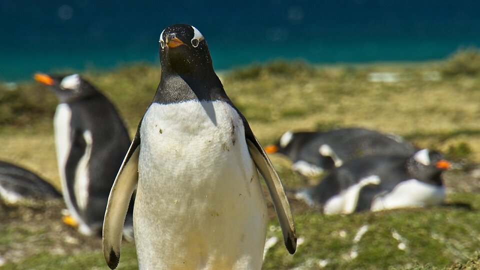 /images/r/falkland-islands-penguins/c960x540g0-0-1280-720/falkland-islands-penguins.jpg