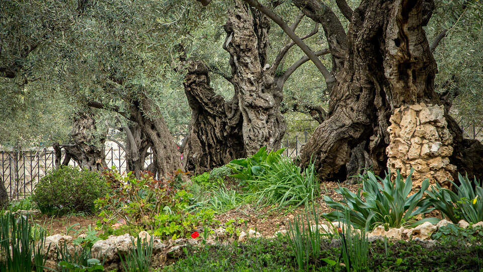 /images/r/garden-of-gethsemane-jerusalem-4/c960x540g0-269-5184-3187/garden-of-gethsemane-jerusalem-4.jpg