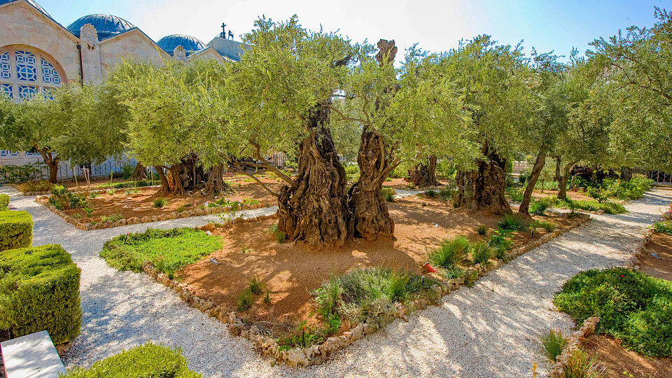 /images/r/garden-of-gethsemane_israel-2/c960x540g0-166-4253-2560/garden-of-gethsemane_israel-2.jpg