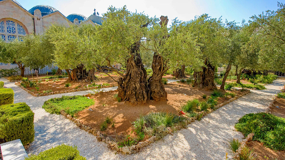 /images/r/garden-of-gethsemane_israel-2/c960x540g0-180-4253-2573/garden-of-gethsemane_israel-2.jpg