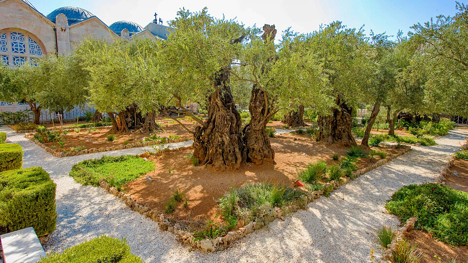 /images/r/garden-of-gethsemane_israel-2/c960x540g0-194-4253-2588/garden-of-gethsemane_israel-2.jpg