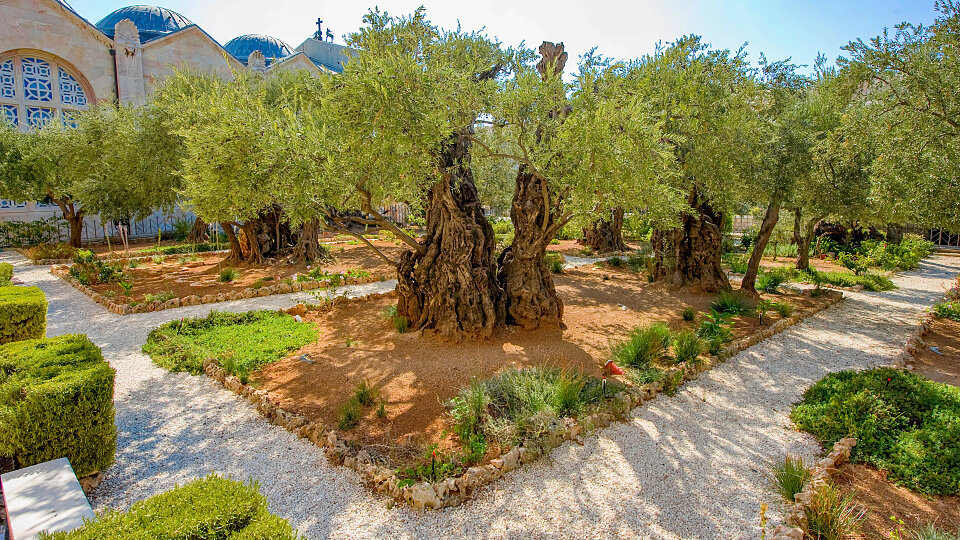 /images/r/garden-of-gethsemane_israel-2/c960x540g0-231-4253-2625/garden-of-gethsemane_israel-2.jpg