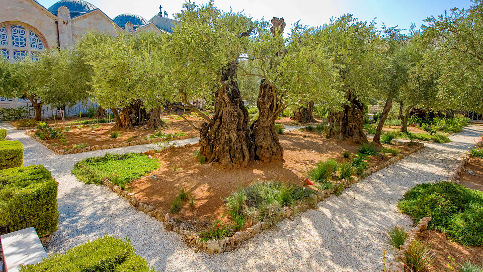 /images/r/garden-of-gethsemane_israel-2/c960x540g0-264-4253-2656/garden-of-gethsemane_israel-2.jpg