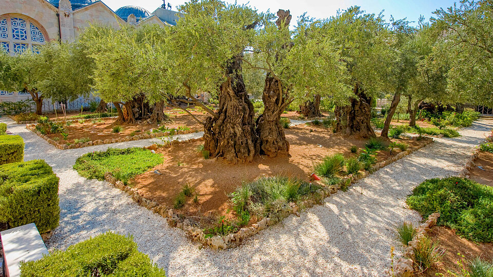 /images/r/garden-of-gethsemane_israel-2/c960x540g0-334-4251-2726/garden-of-gethsemane_israel-2.jpg