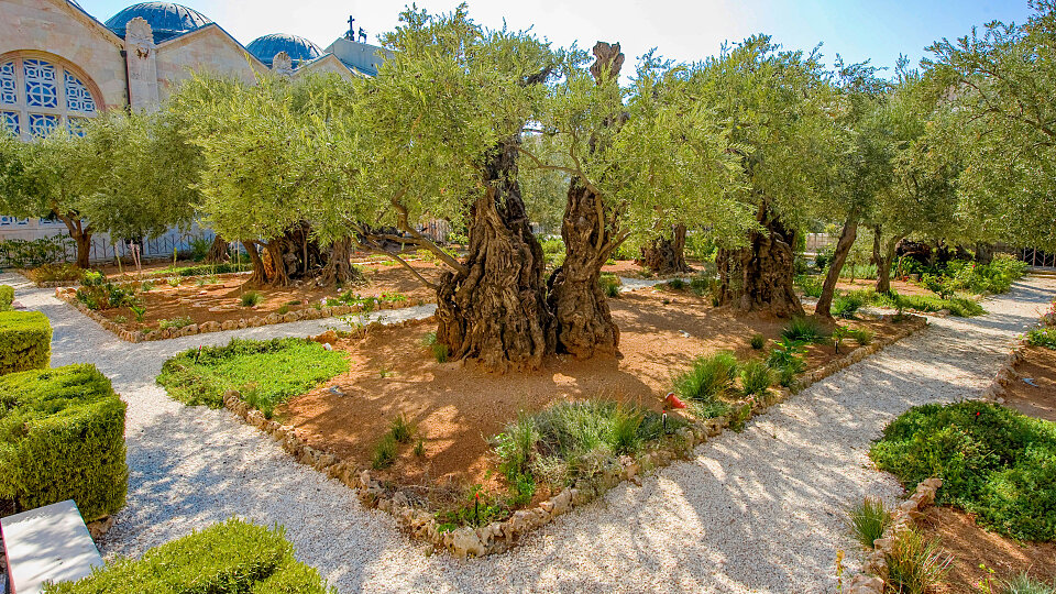 /images/r/garden-of-gethsemane_israel-2/c960x540g1-247-4253-2639/garden-of-gethsemane_israel-2.jpg