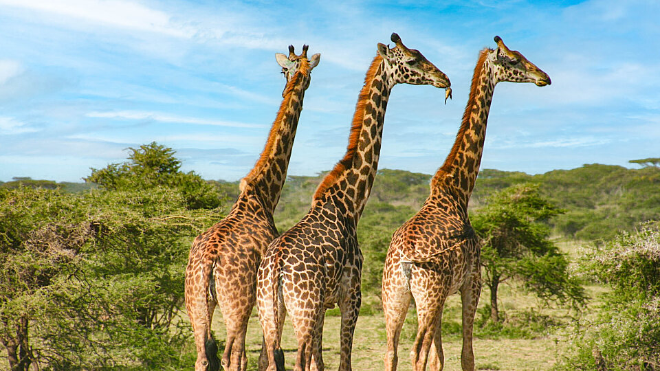 /images/r/giraffes/c960x540g0-1-2560-1439/giraffes.jpg