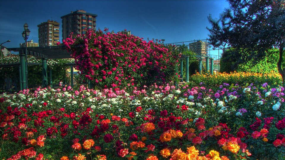 /images/r/istanbul-flowers-1/c960x540g1-0-6300-3542/istanbul-flowers-1.jpg