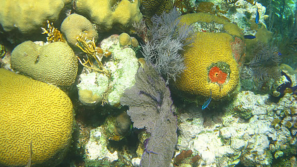 /images/r/mayen-reef/c960x540g0-68-599-405/mayen-reef.jpg