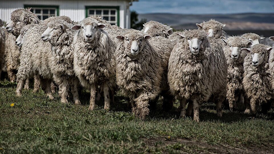 /images/r/ushuaia-sheep/c960x540/ushuaia-sheep.jpg
