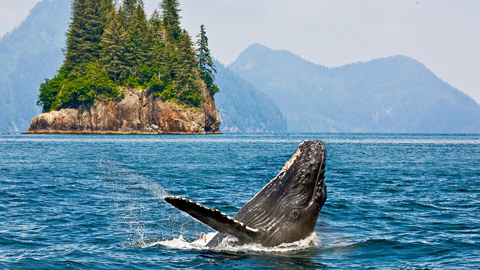 /images/r/whale-watching_alaska-1/c960x540g1-223-2048-1375/whale-watching_alaska-1.jpg