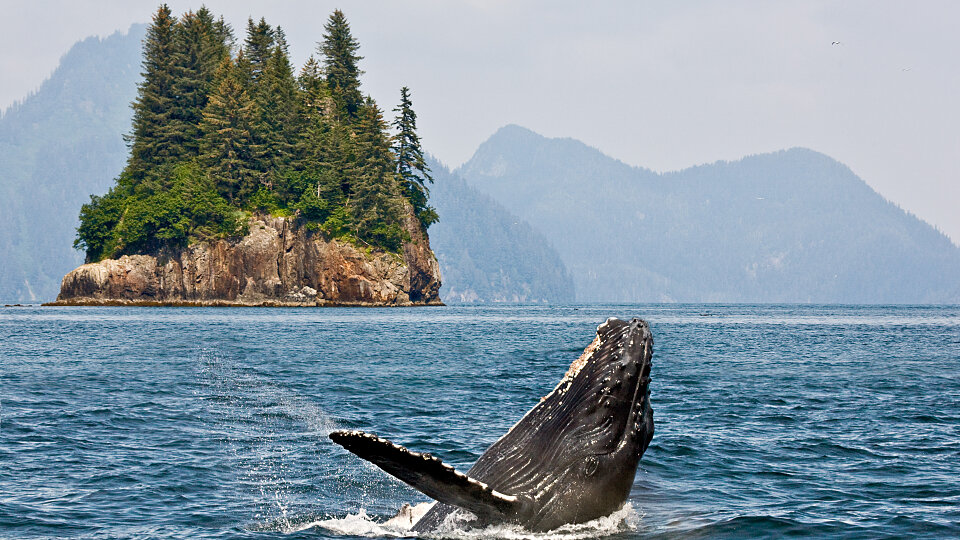 /images/r/whale-watching_alaska/c960x540g0-377-5419-3424/whale-watching_alaska.jpg