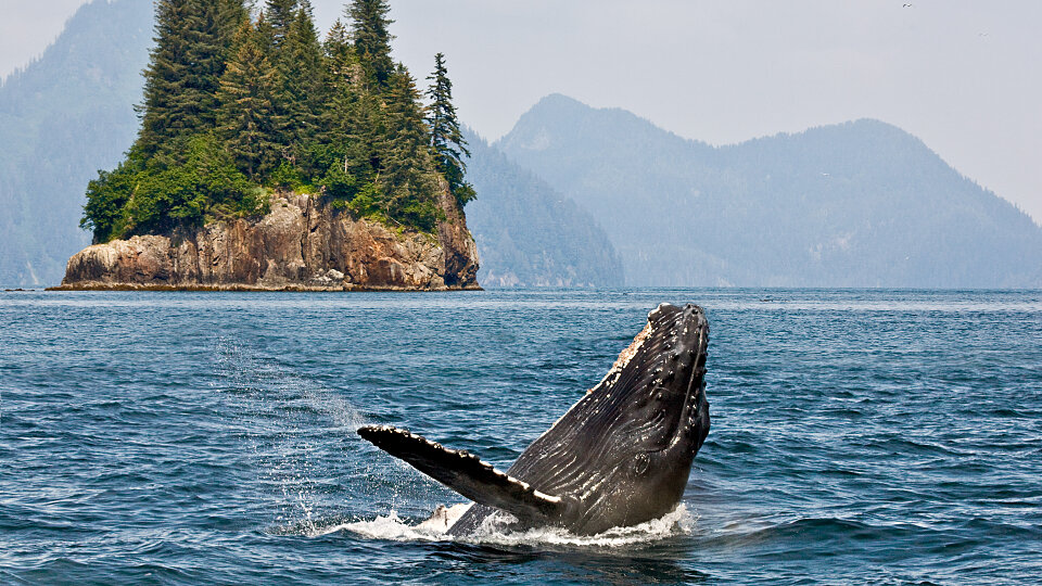 /images/r/whale-watching_alaska/c960x540g0-592-5419-3641/whale-watching_alaska.jpg